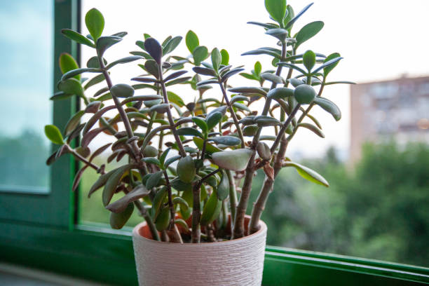 Crassula Ovata plant grow on the windowsill, selected focus. Jade plant or money tree for publication, design, poster, calendar, post, screensaver, wallpaper, cover, website. High quality photo Crassula Ovata plant grow on the windowsill, selected focus. Jade plant or money tree for publication, design, poster, calendar, post, screensaver, wallpaper, cover, website. High quality photography jade plant stock pictures, royalty-free photos & images
