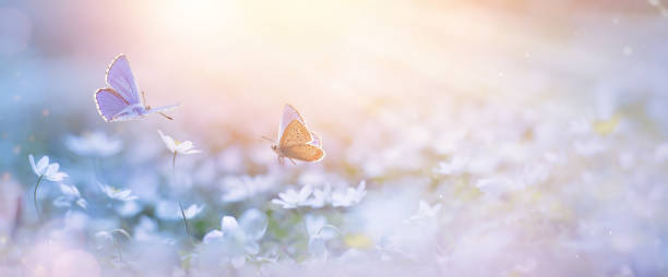 istock blooming spring flower and fly Butterfly on springtime fores glade; delicate white primroses in the rays of transparent sunlight of the morning light, soft focus macro. Beautiful background of spring nature. 1992572899