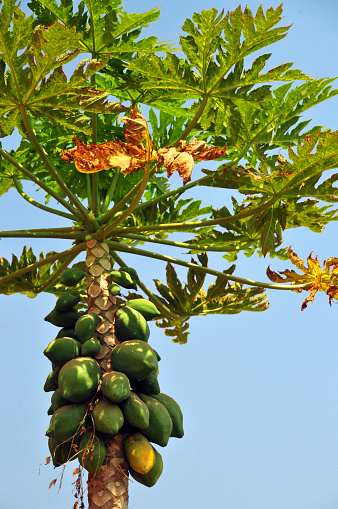 Kigali, Rwanda: A papaya / pawpaw tree is showcased with an abundance of green and yellow fruit, contrasting beautifully with the bright blue background of the sky.