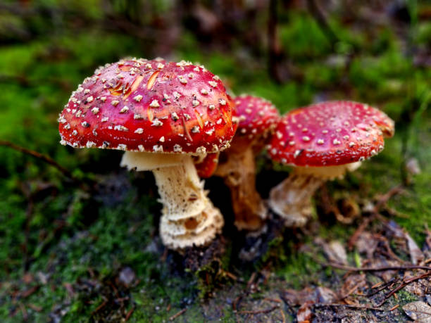 istock beautiful toadstools entice children to taste them. gastric lavage is necessary after eating this poisonous mushroom 1992576524