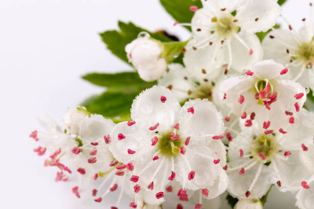 Common hawthorn branch with tiny white flowers in the spring isolate on white background. Crataegus monogyna, oneseed hawthorn, single-seeded hawthorn