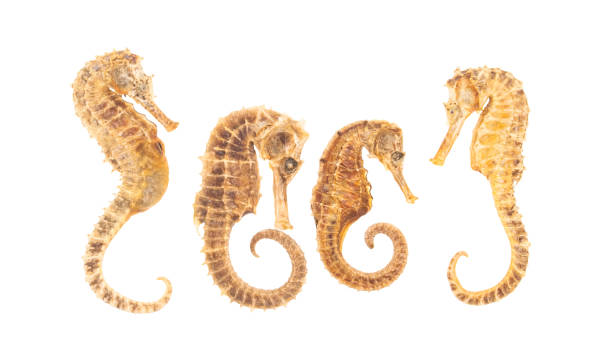istock Sea Horses isolated on white 1992586881
