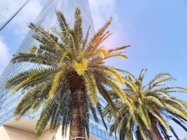 istock Highrise buildings on a blue sky with palm tree 1992587413