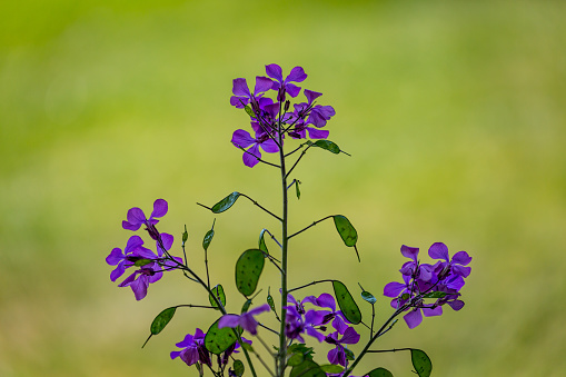 Purple honesty flowers with a shallow depth of field
