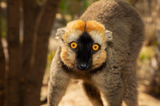 Red-bellied Lemur - Eulemur rubriventer, rain forest Madagascar east coast. Cute primate portrait closeup. Madagascar endemic. Kimony park hotel