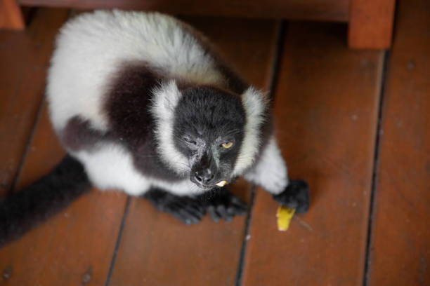 black and white ruffed lemur in its natural habitat, Madagascar. cute fluffy bright primate close-up. Vary varecia variegata,endemic. Sleeping in room in Palmarium park hotel