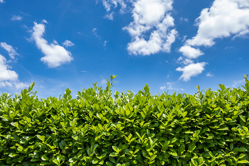 Green growing hedge of evergreen cherry laurel in private garden against blue sky