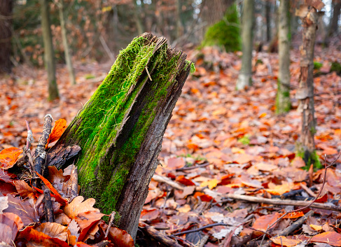 Old tree stump covered with moss in the forest