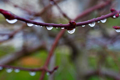 Freshness and tranquility meet as water droplets glisten on a budding branch in Fort Wayne, Indiana. A serene reminder of nature's delicate beauty.