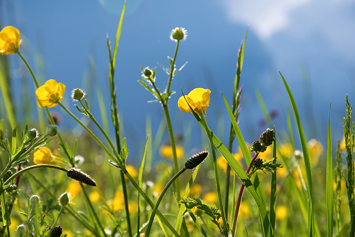 Buttercup, yellow meadow flowers against the light, dark sky