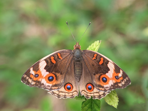 photo of Farfalla Marrone  butterfly from above open wings