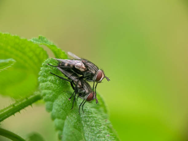 istock photo of a fly mating on green leaf 1992659008