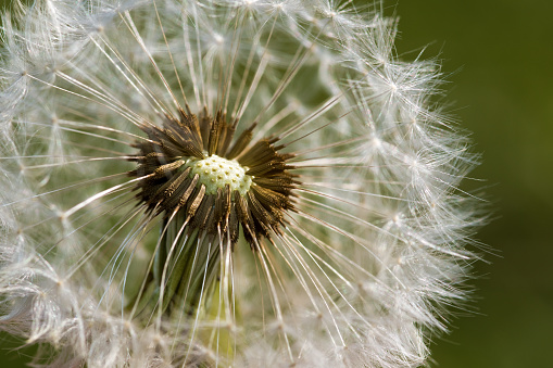 A closeup of a dandelion plant with fluffy seeds floating in the wind, set against a clear blue sky backdrop