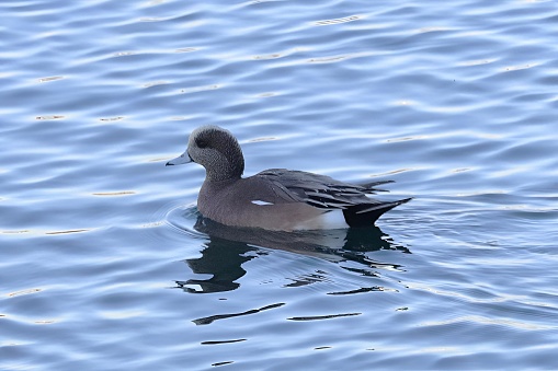 An American Wigeon paddling near the shores of Lake Ontario on a cold winter morning.