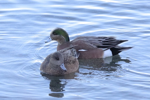 A pair of American Wigeons paddling near the shores of Lake Ontario on a cold winter morning.