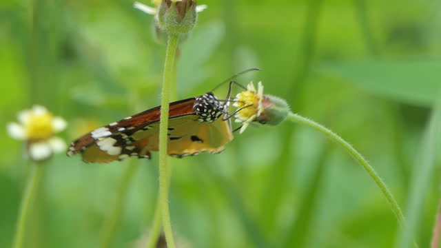 Plain Tiger butterfly eating nectar from pollen.