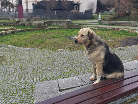 Street dog sitting on park bench with street background