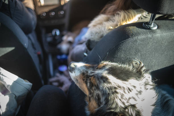 istock Patient dogs waiting in a car ride 1992706189