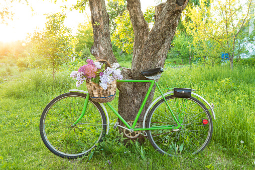 Vintage wicker basket with bunch of lilac on a old bicycle in a sunny spring park