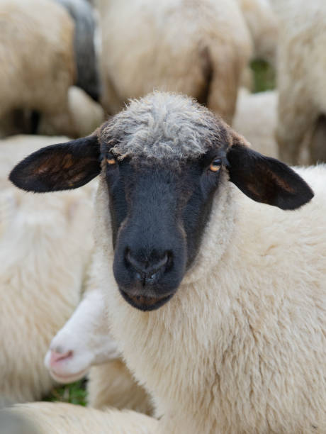 istock portrait beautiful mountain sheep in the pasture 1992712639