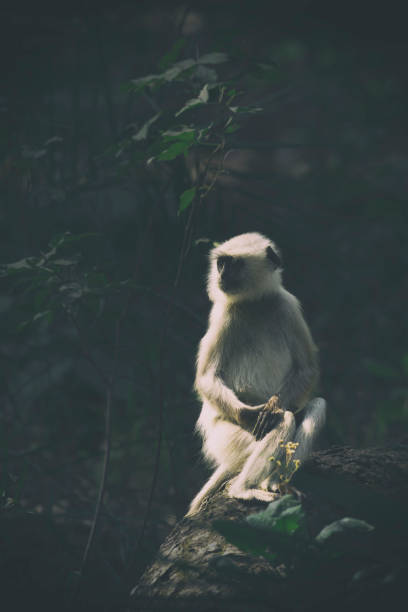Hanuman Langur sitting for basking in the back light in Pench National Park