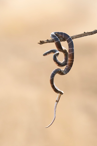 Common Krait Snake in its natural habitat