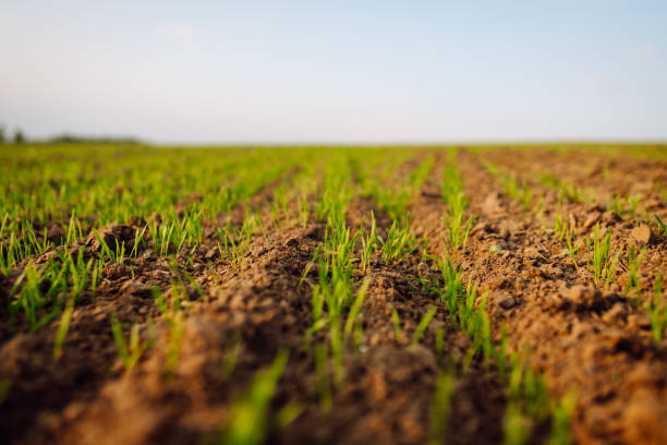 istock Young plants growing in a farmer's field. 1992719618