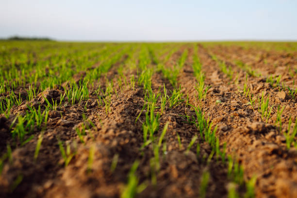 istock Young plants growing in a farmer's field. 1992719622
