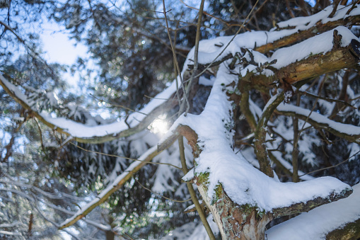 Enjoying a hike in a snow-covered forest