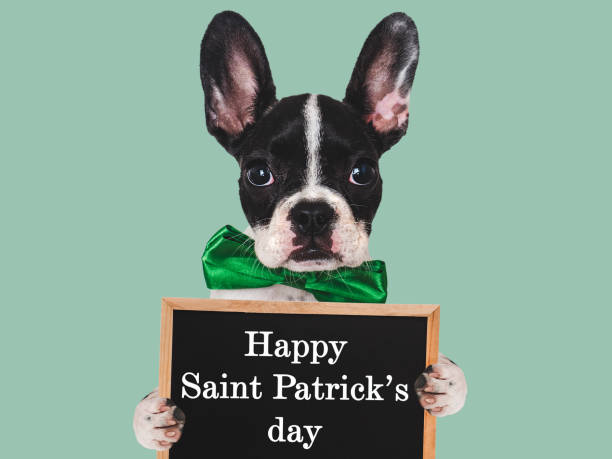 istock Happy St. Patrick's Day. Lovable, pretty puppy 1992721736
