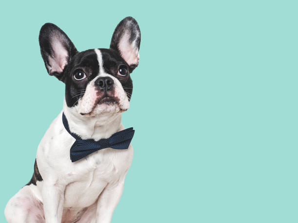 istock Cute puppy and bright bow tie. Close-up, indoors 1992721755