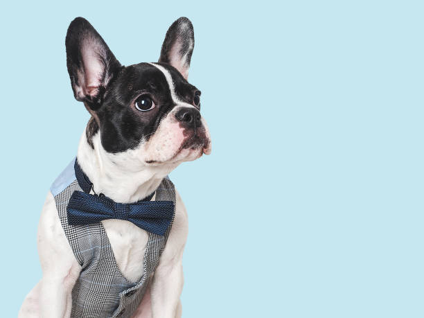 istock Cute puppy and bright bow tie. Close-up, indoors 1992722266