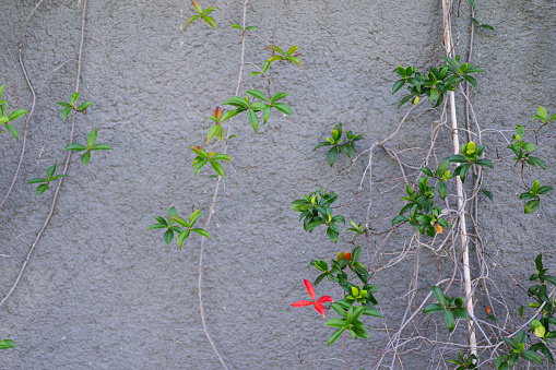 Beautiful overgrown wall. Climbing plant on the grey plaster walls