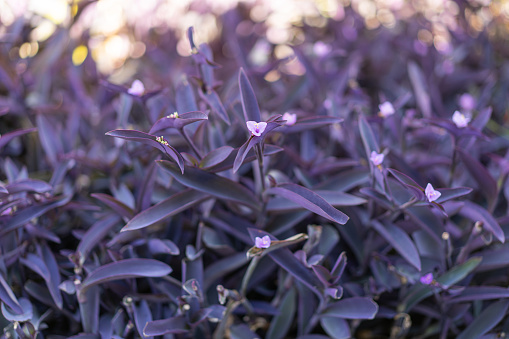 Flower of Tradescantia pallida. Other common names include purple secretia, purple-heart, and purple queen. Beautiful purple vegetation background.