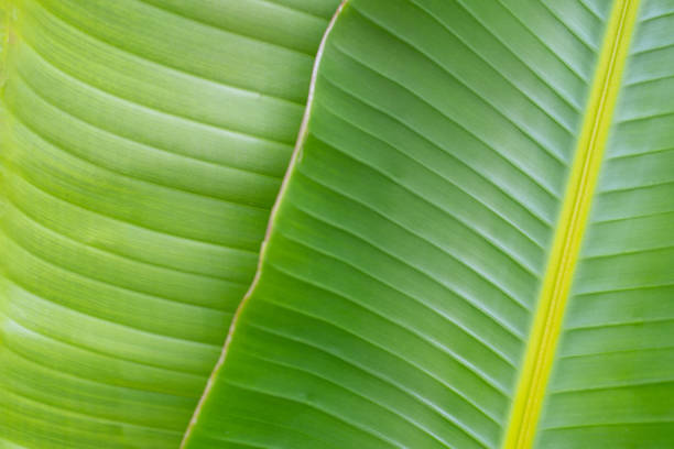 istock Leaves texture. Tropical banana leaf. 1992728119