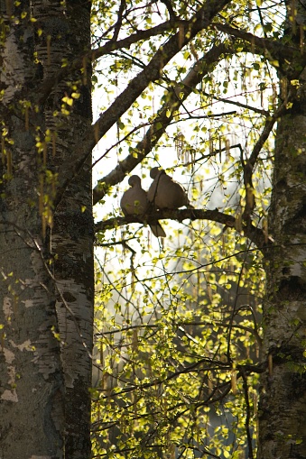 Magnifique scène naturelle ou un couple de tourterelles roucoulent dans les boulots, magnifiques arbres noir et blanc.