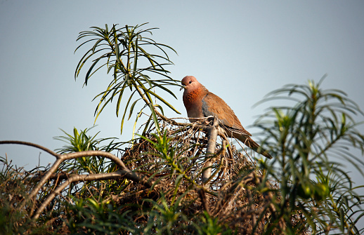 Laughing doves in the Indian forest