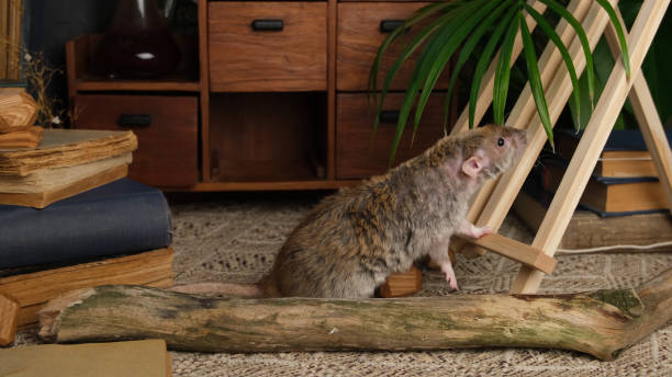 istock Gray rat, wooden easel, old books. 1992756612