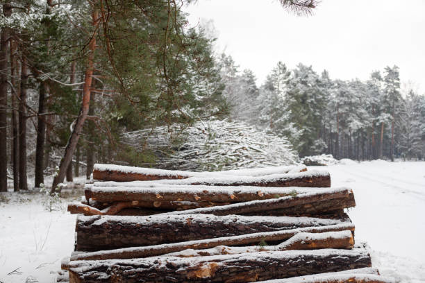 The hues of brown and white dominate this image, where cut logs rest against a snowy forest backdrop. The scene is a natural palette of winter colors, offering a glimpse into the quiet life of the forest in the snow.