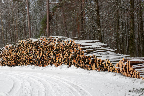 The hues of brown and white dominate this image, where cut logs rest against a snowy forest backdrop. The scene is a natural palette of winter colors, offering a glimpse into the quiet life of the forest in the snow.
