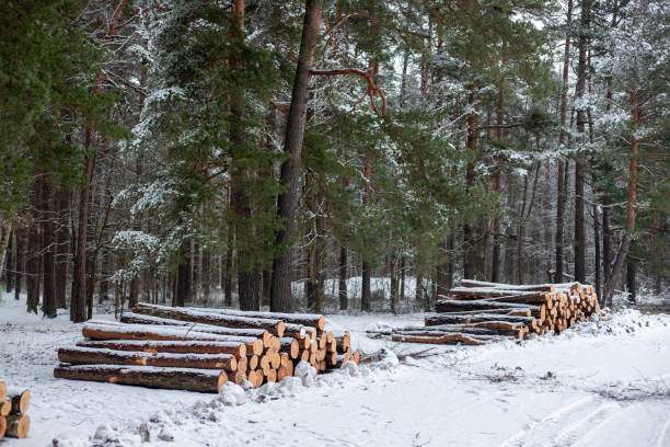istock Forest's Winter Harvest: Snow-Capped Log Pile 1992772270