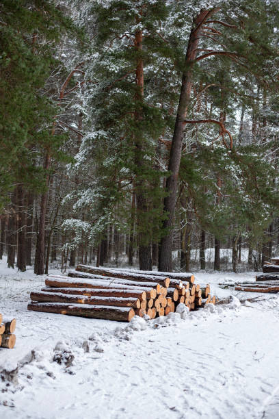 istock Forest's Winter Harvest: Snow-Capped Log Pile 1992772271