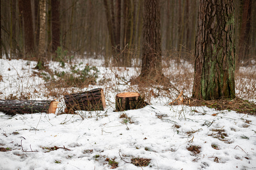 The hues of brown and white dominate this image, where cut logs rest against a snowy forest backdrop. The scene is a natural palette of winter colors, offering a glimpse into the quiet life of the forest in the snow.