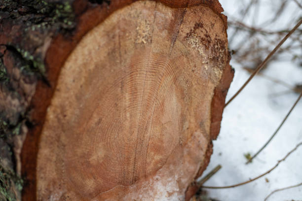 istock Forest's Winter Harvest: Snow-Capped Log Pile 1992772830