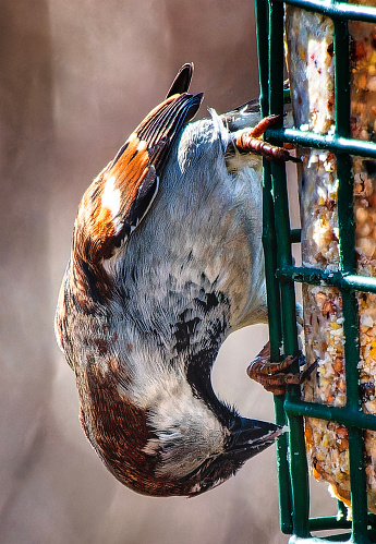 Sparrows feeding on the backyard deck