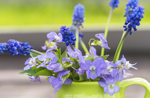 Close up for blue spring flowers: violet and muscari in a green jug outdoors