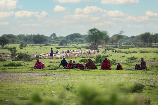 Arusha, Tanzania, Africa. February 03, 2022.life in African village. African travel concept. Maasai men in traditional dress sit outside. a large herd grazes next to them