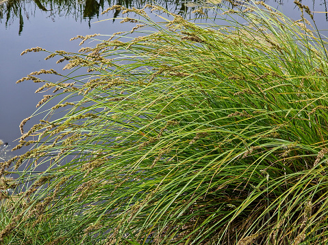 Carex paniculata