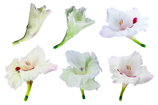 gladiolus macro