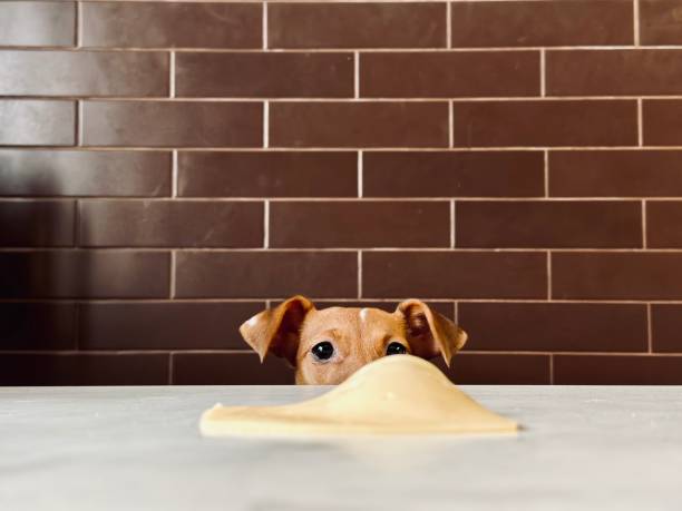 istock A beautiful Jack Russell dog looks out from behind the table. 1992805156